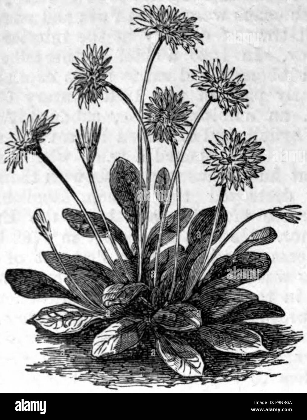. English: Drawing of a daisy plant (Bellis perennis) . published 1879 121 AmCyc Daisy Stock Photo