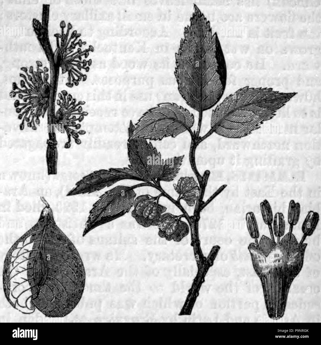 English elm hires stock photography and images Alamy