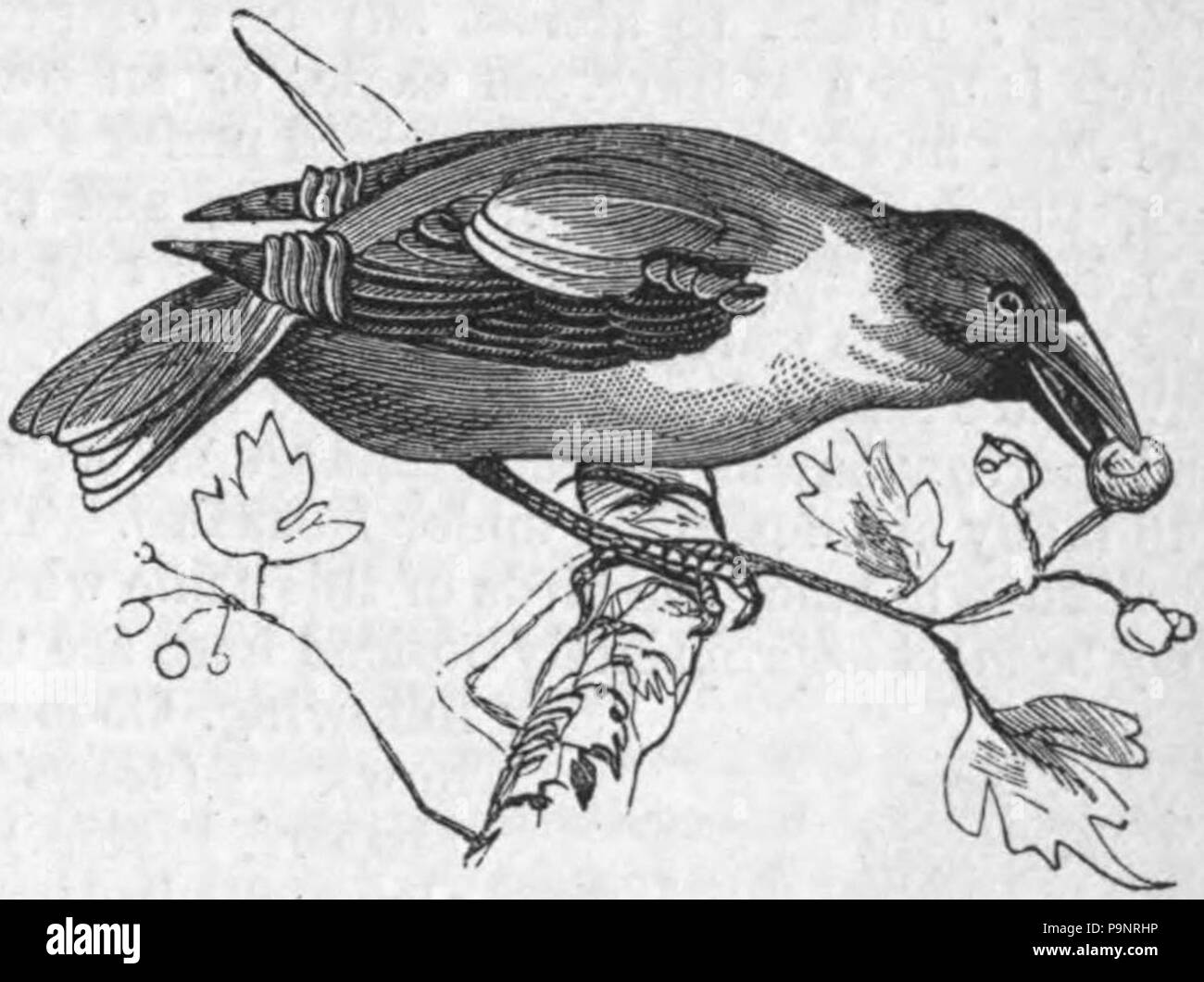 122 AmCyc Hawfinch Stock Photo - Alamy