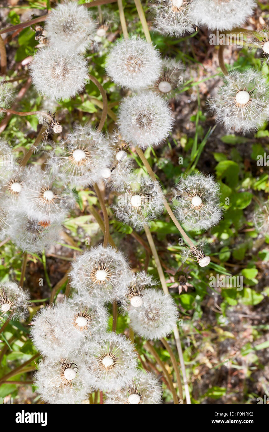 Dandelion seeds top view hi-res stock photography and images - Alamy