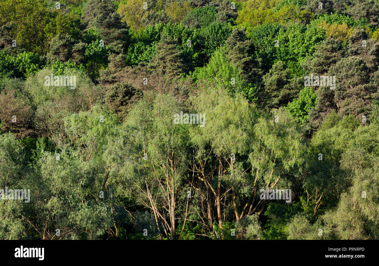 Deciduous coniferous trees hi-res stock photography and images - Alamy