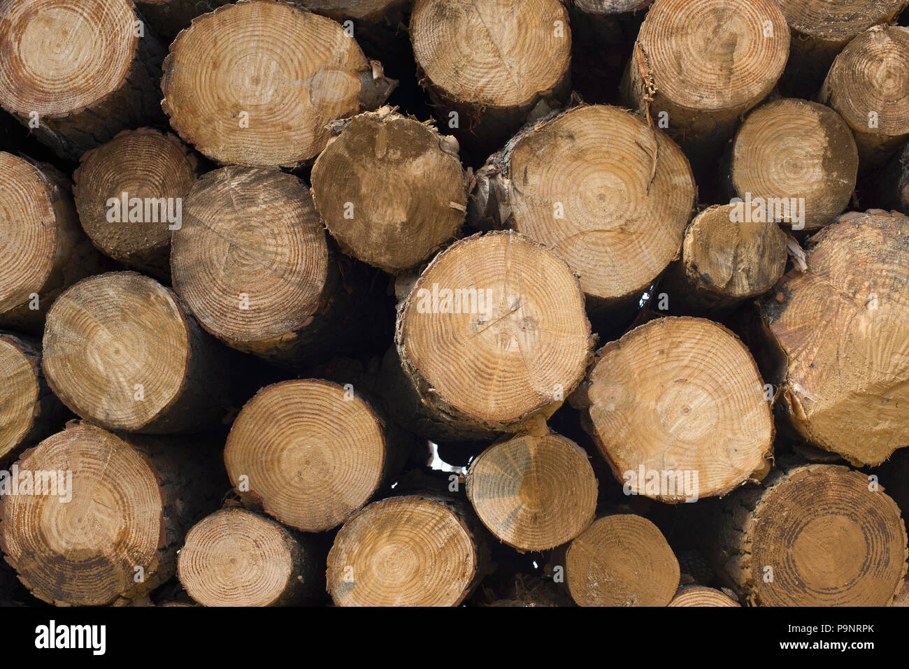Wood log pile, timber stack texture background. Wooden tree trunks cut for lumber industry. Stock Photo