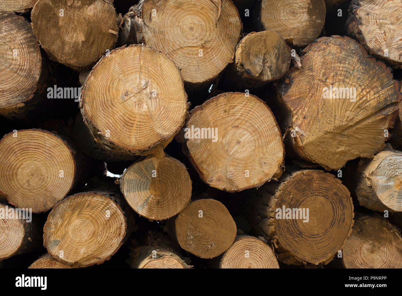 Wood tree logs cut for lumber industry. Wooden trunk pile, timber stack texture background. Stock Photo
