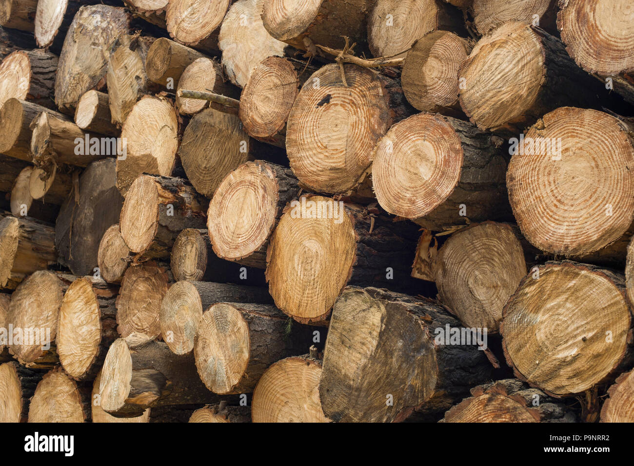 Wood log pile, timber stack texture background. Wooden tree trunks cut for lumber industry. Stock Photo