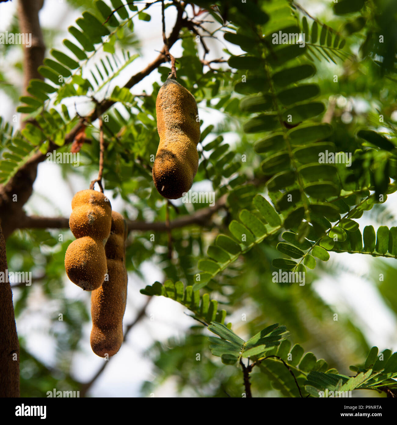 Fern-like leaves of a tamarind fruit tree frame hanging tamarind legumes. Stock Photo