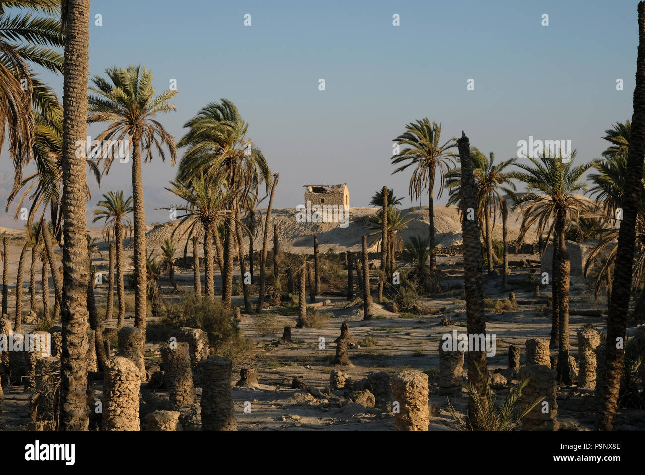 A deserted palm grove in Ein Hijla which belonged to the monastery of