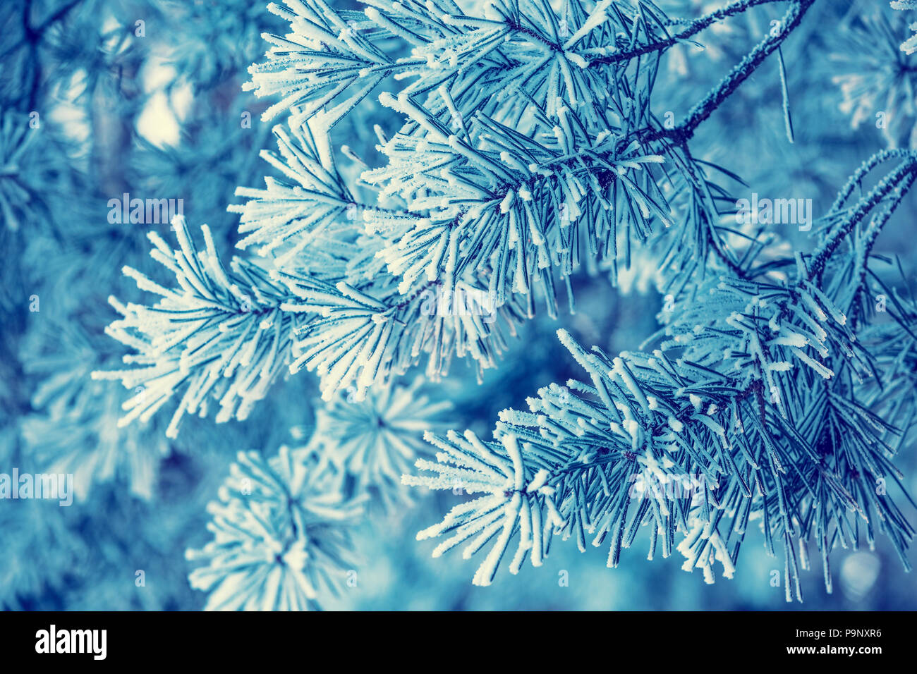 Pine Branches Covered With Rime Natural Winter Background Winter Nature Snowy Forest Christmas Background Stock Photo Alamy