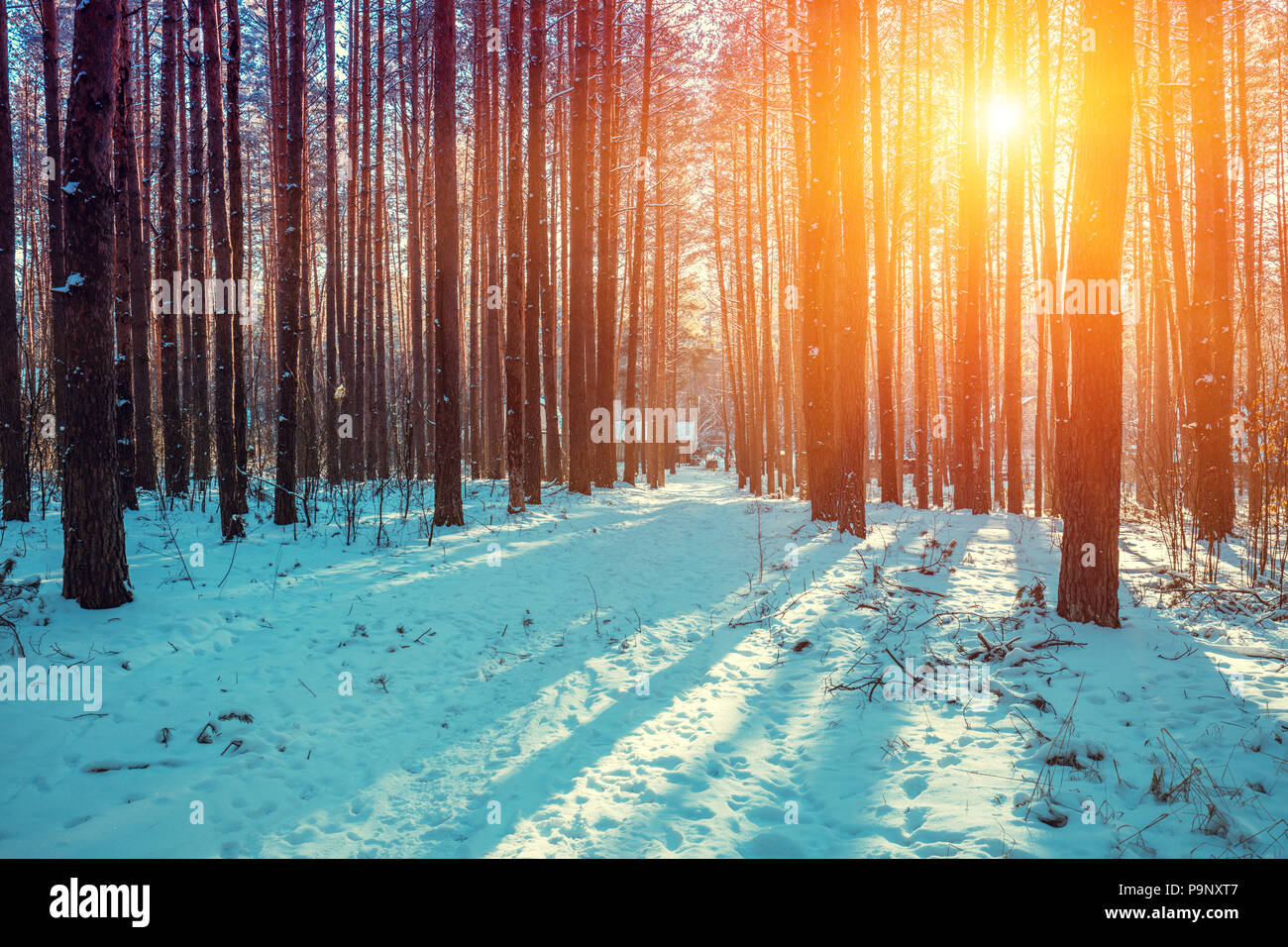 The forest in winter at sunset hi-res stock photography and images - Alamy