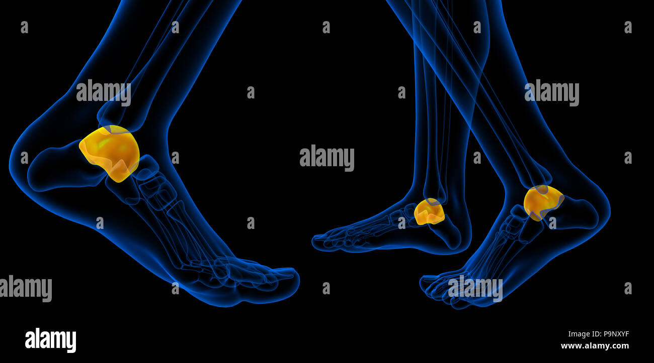 3d rendering illustration of the malleolus bone Stock Photo