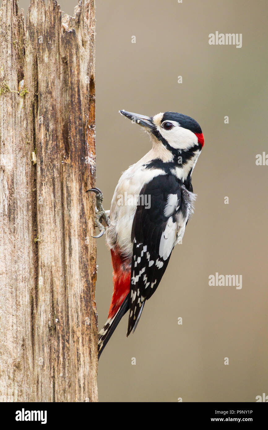 Great Spotted Woodpecker male Stock Photo