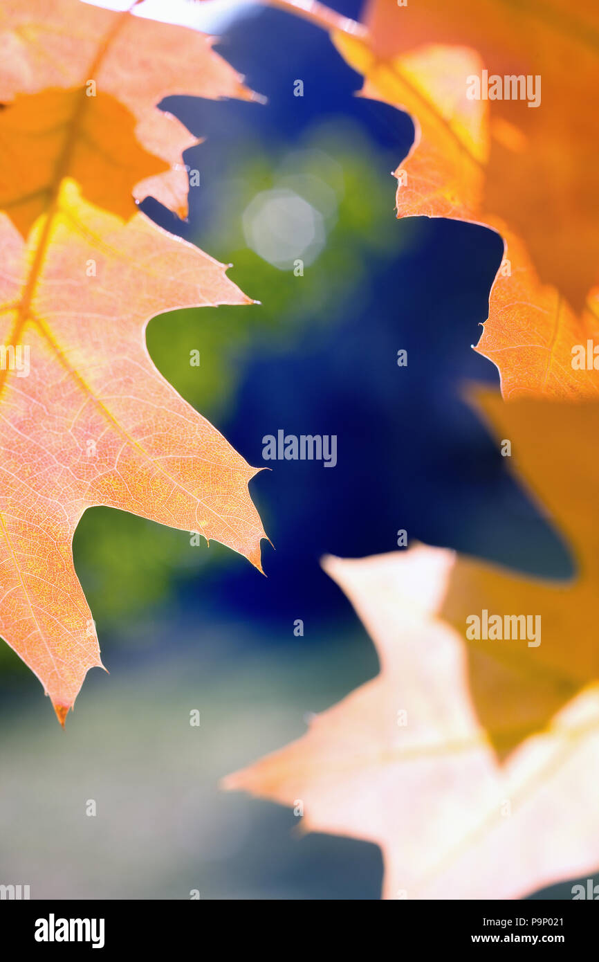 Orange maple leaves against blue sky with green and blue blurred ...