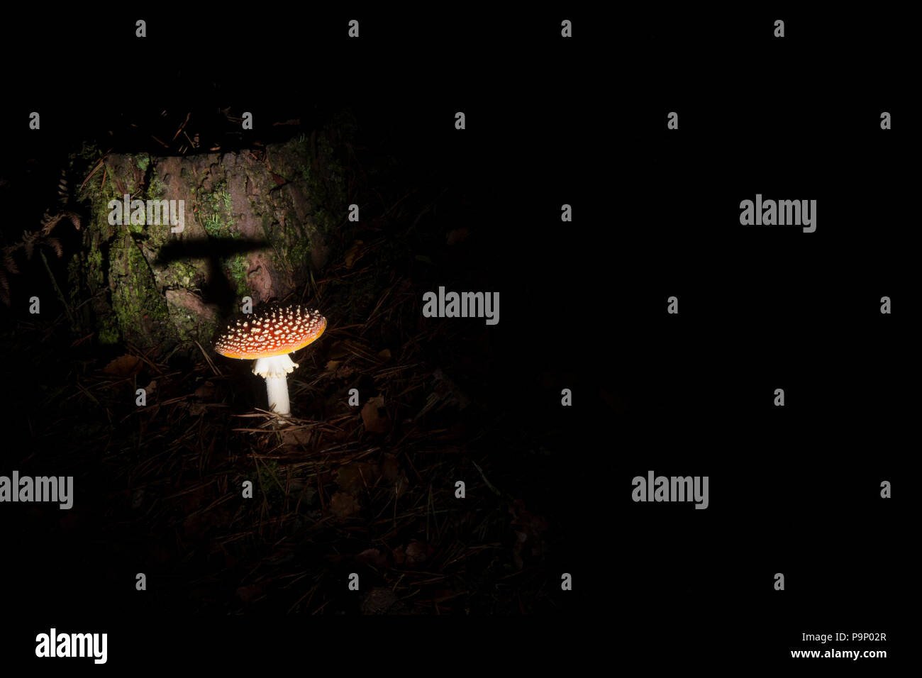 A single Fly Agaric toadstool, Amanita muscaria, growing in the New Forest in Hampshire England UK GB Stock Photo