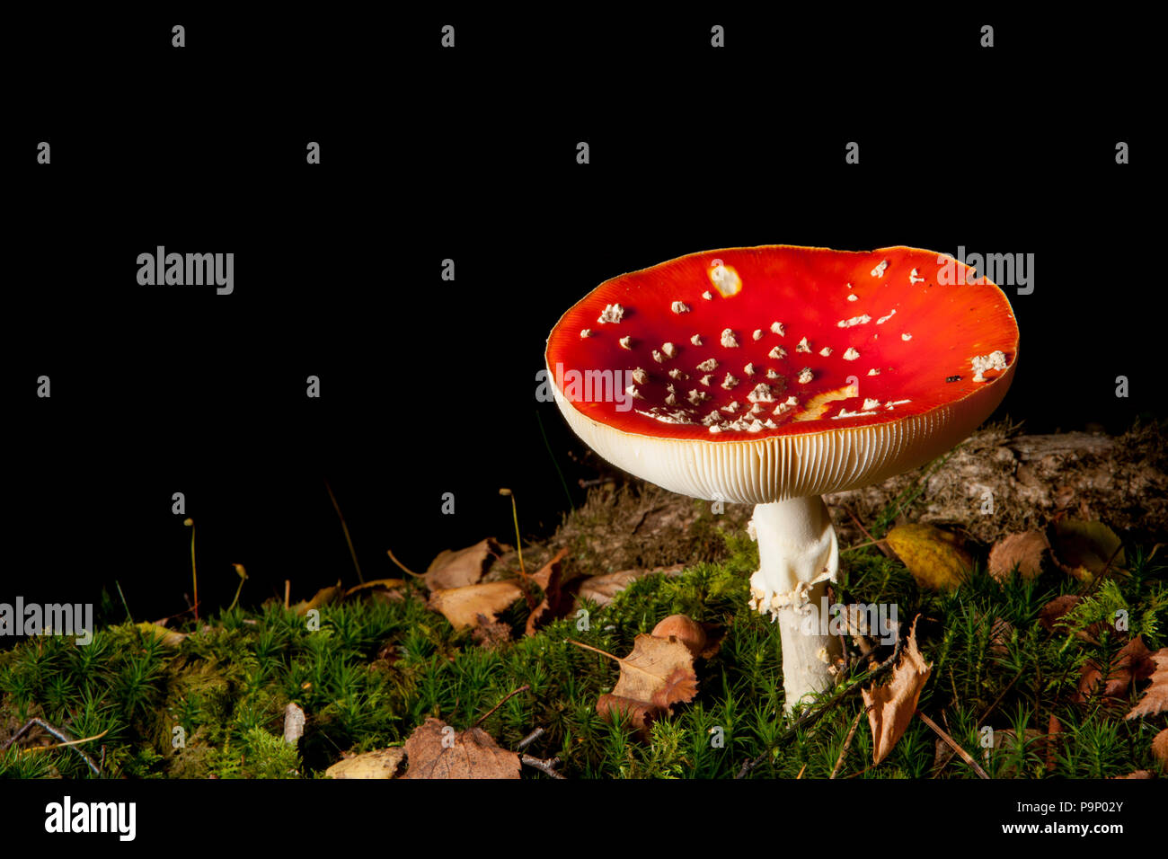 A single Fly Agaric toadstool, Amanita muscaria, growing in the New Forest in Hampshire England UK GB Stock Photo