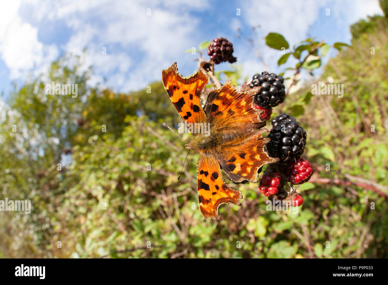 A Comma butterfly, Polygonia c-album, with wings open on blackberries in a hedgerow. North Dorset England UK GB Stock Photo