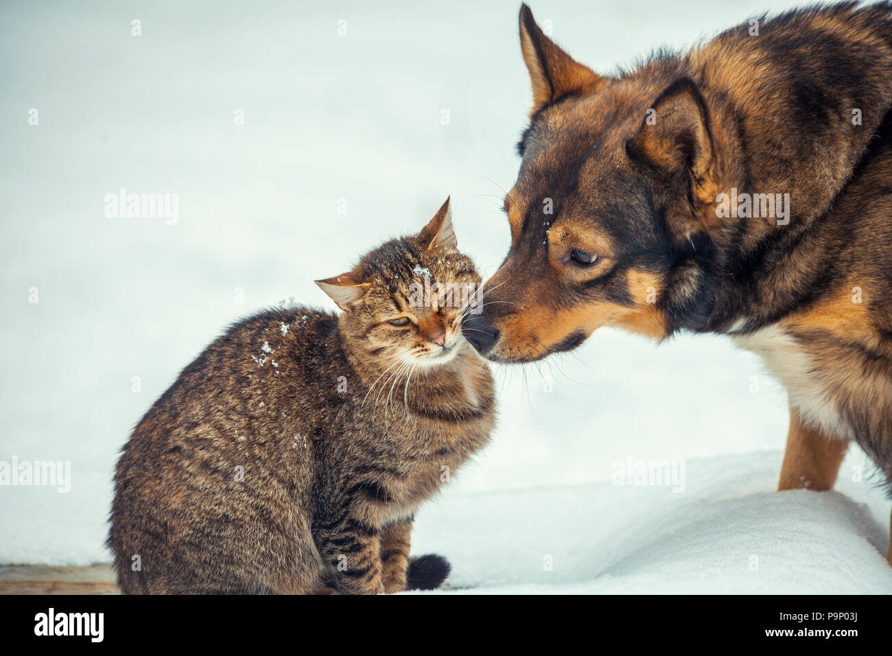 Cat and big dog are best friends, sitting outdoors in the snow in winter Stock Photo