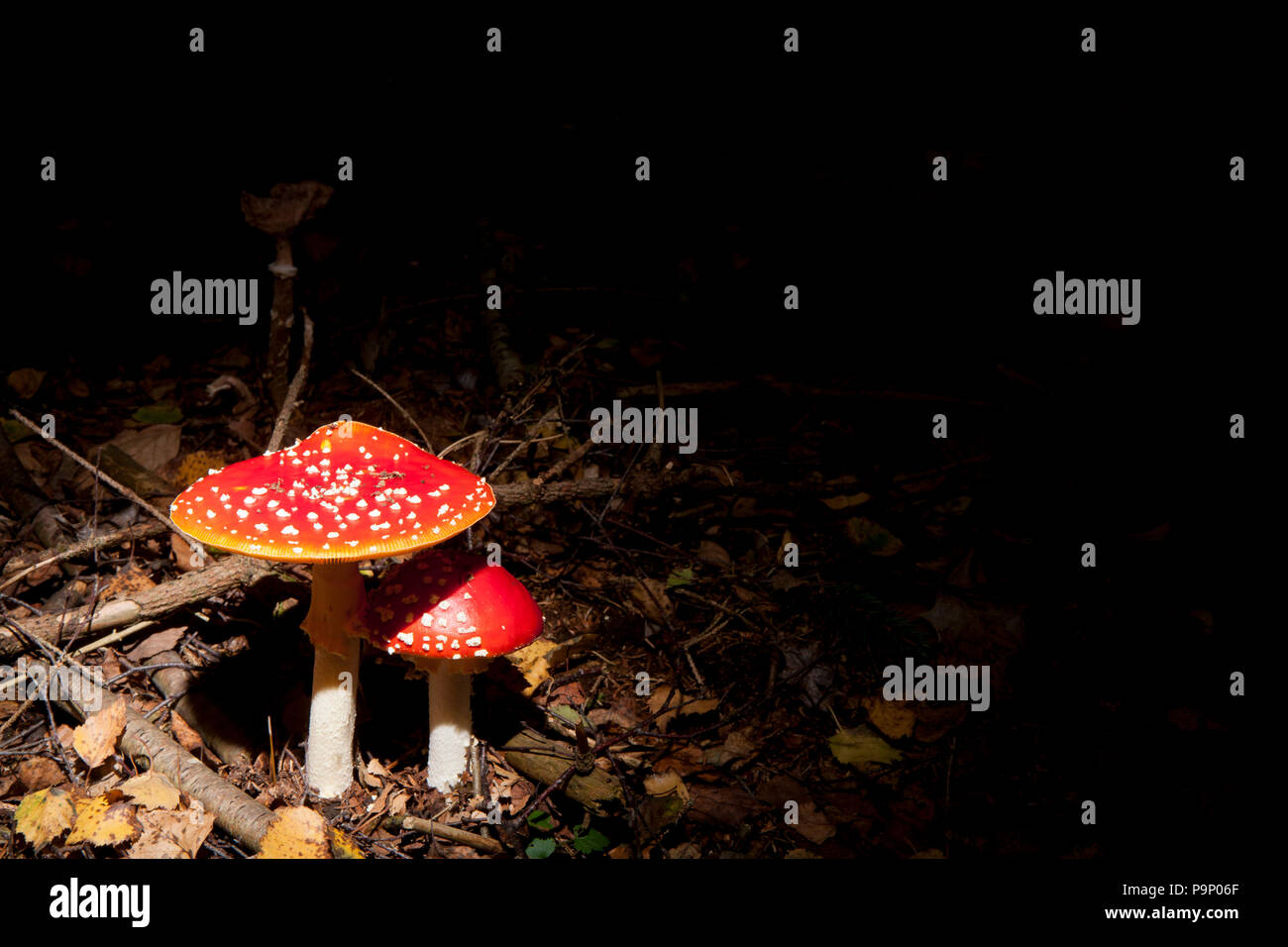 A pair of Fly Agaric toadstools, Amanita muscaria, growing in the New Forest in Hampshire England UK GB Stock Photo