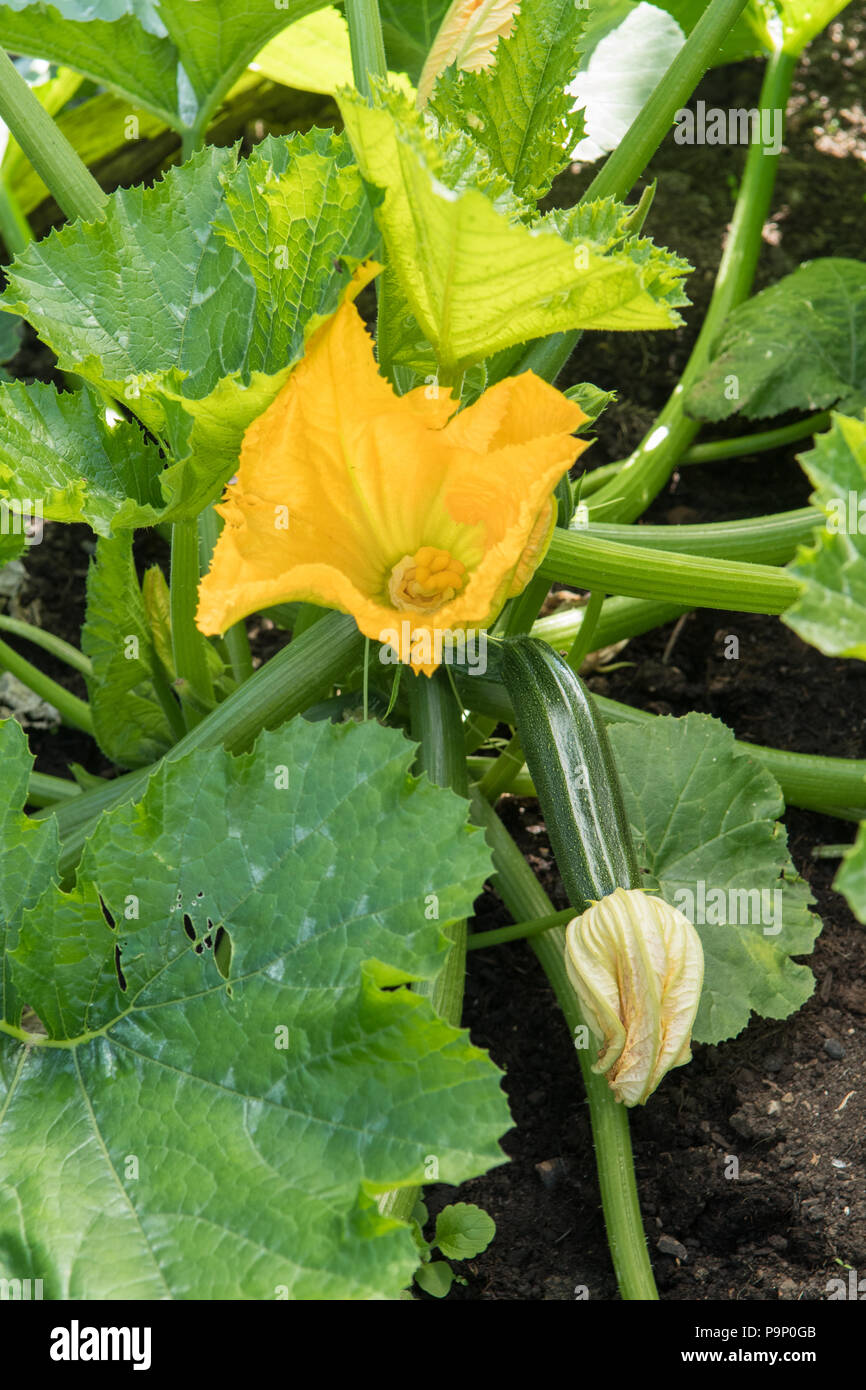 courgette flowers on courgette romanesco plant Stock Photo