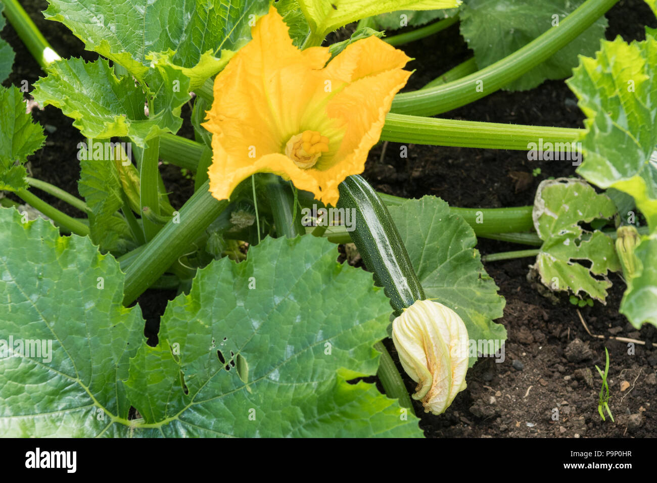 courgette flowers on courgette romanesco plant Stock Photo