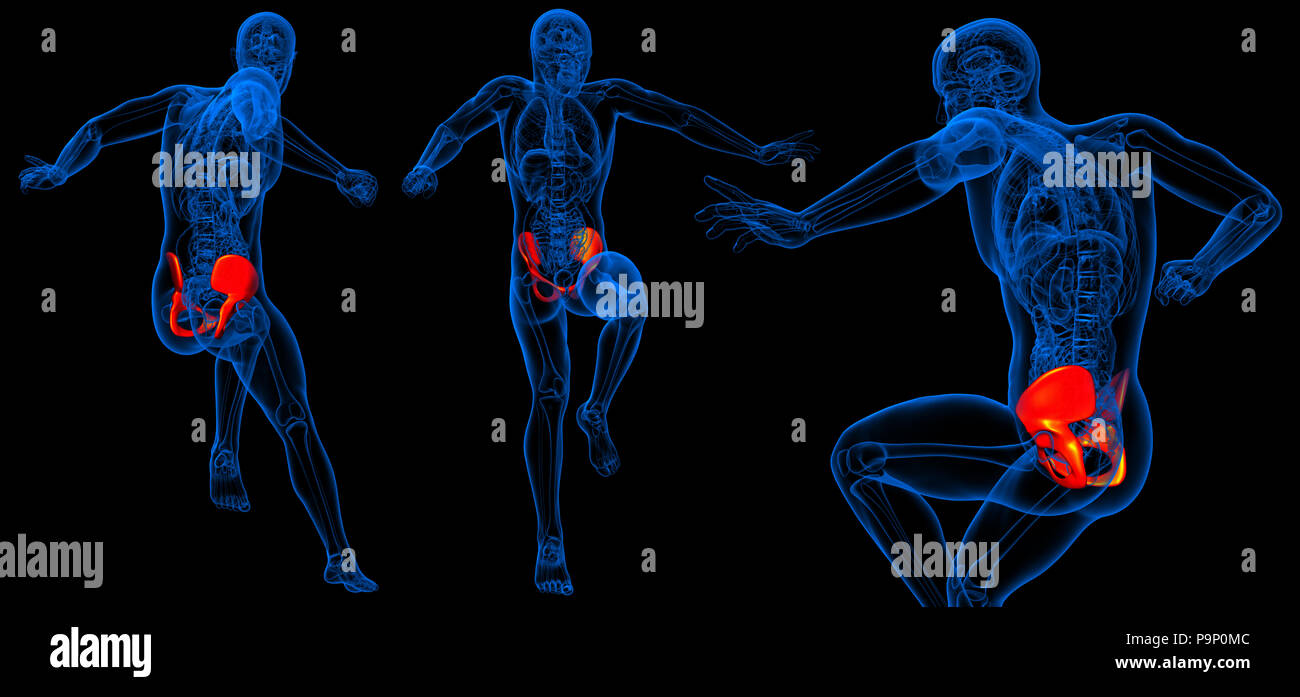 3d rendering illustration of pelvis Stock Photo