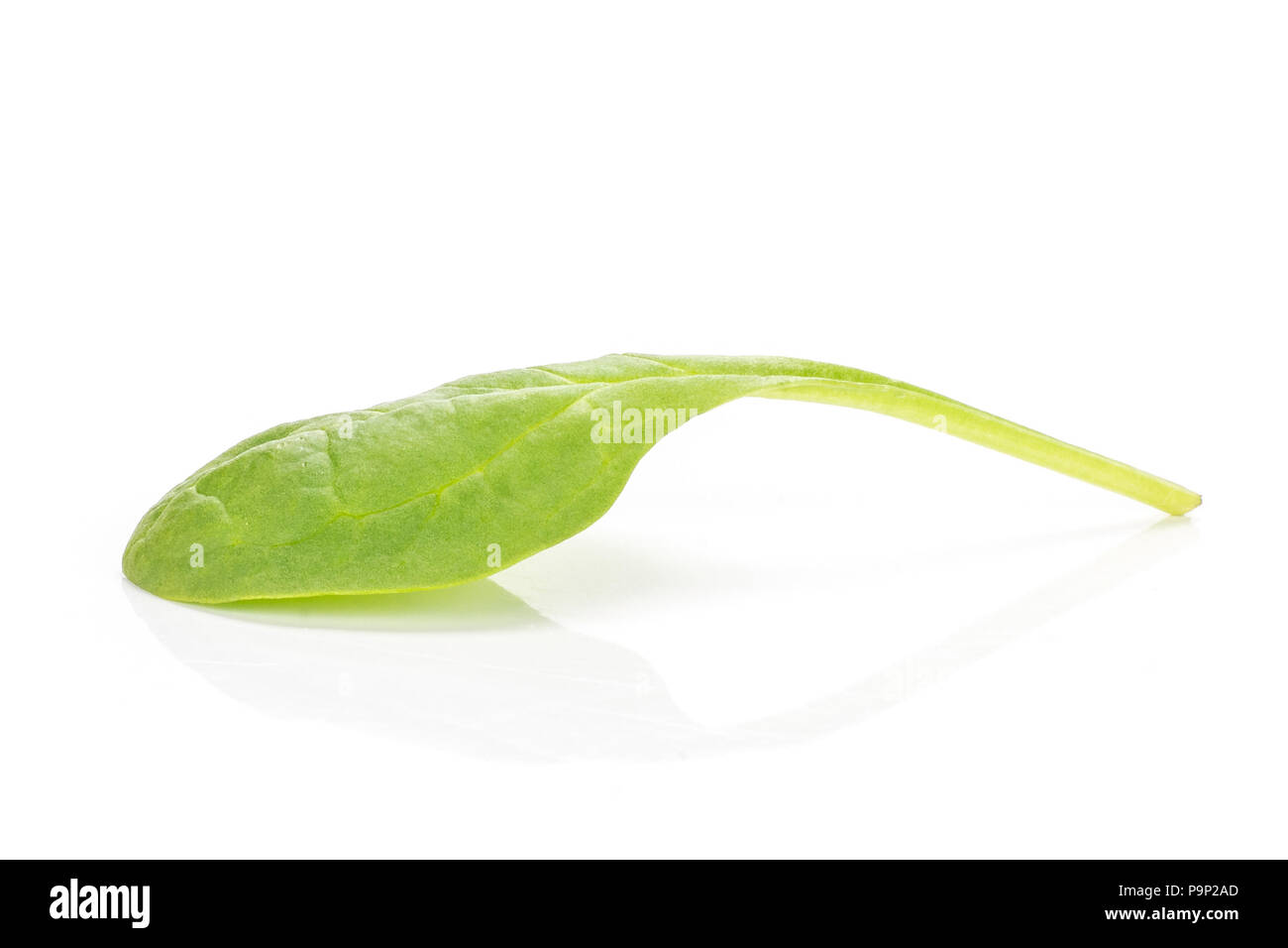 Fresh baby spinach isolated on white background one green single leaf Stock Photo
