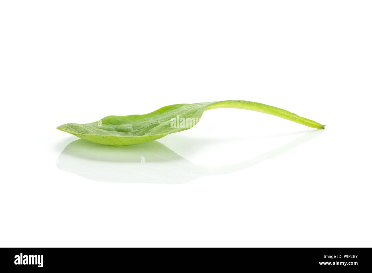 Fresh baby spinach isolated on white background one single leaf Stock Photo