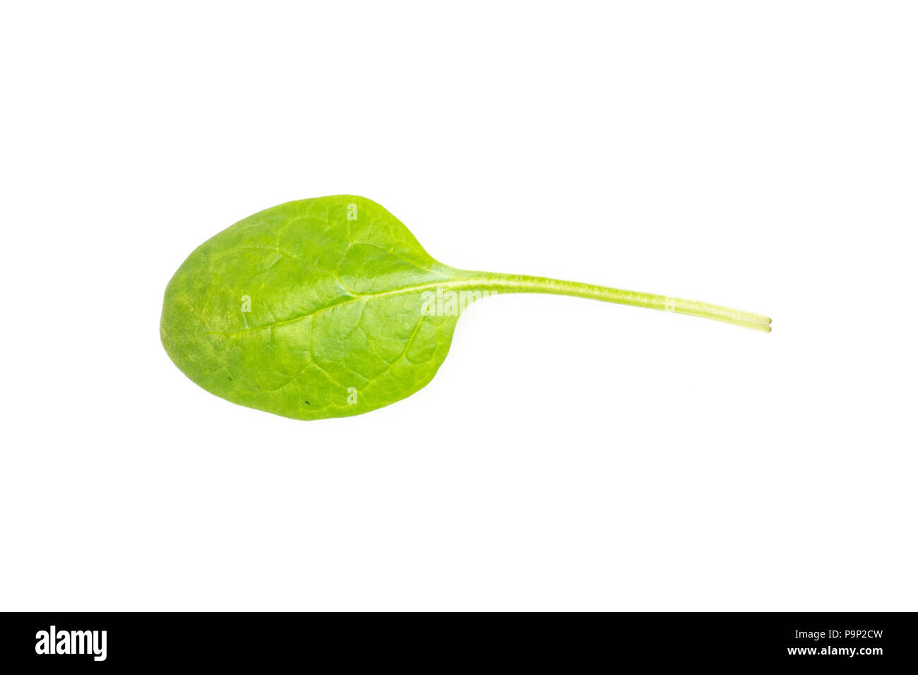 Fresh baby spinach top view isolated on white background one green single leaf Stock Photo