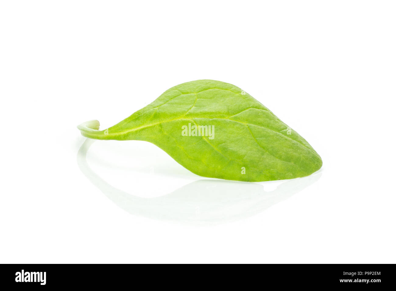 Fresh baby spinach isolated on white background single leaf Stock Photo