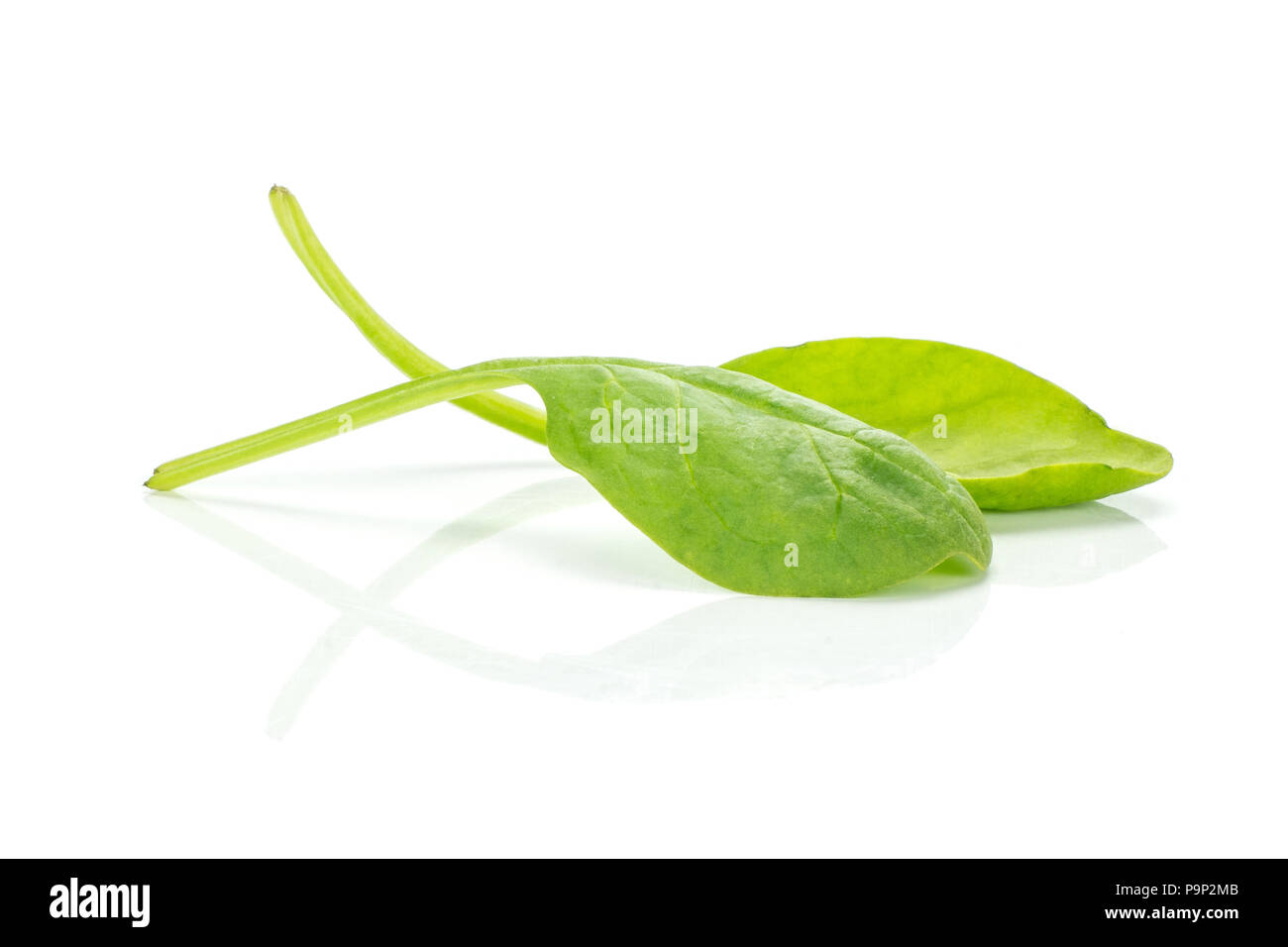 Fresh baby spinach isolated on white background two green leaves Stock Photo