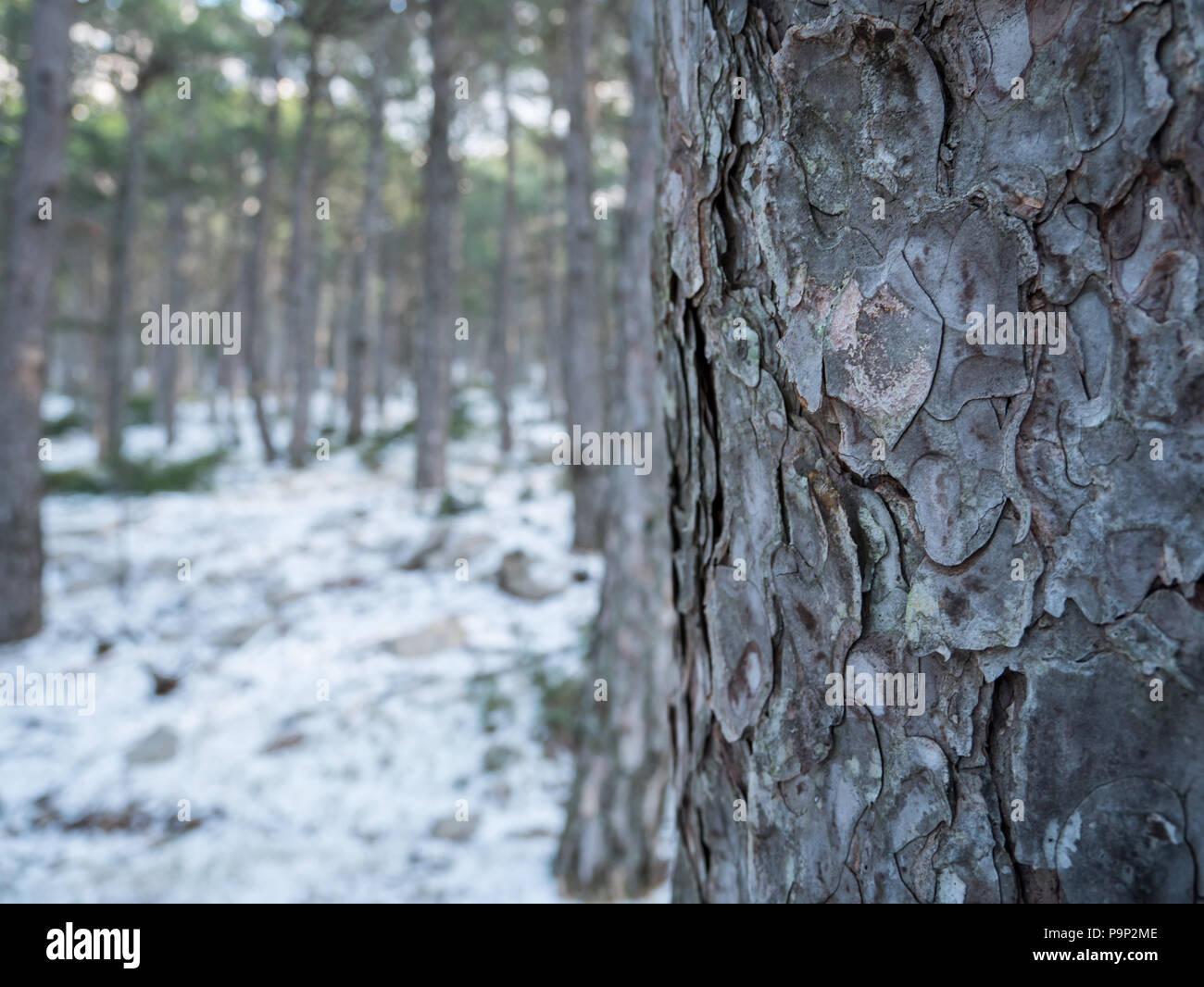 Pine tree close up in mountain forest at winter season Stock Photo