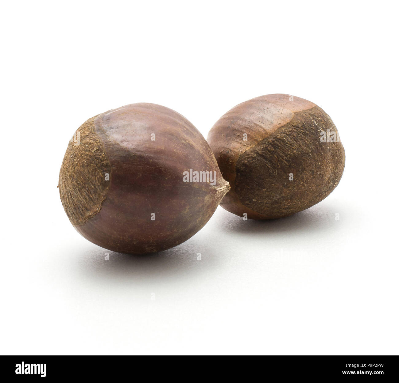 European chestnuts two Spanish edible isolated on white background raw fresh brown nuts Stock Photo
