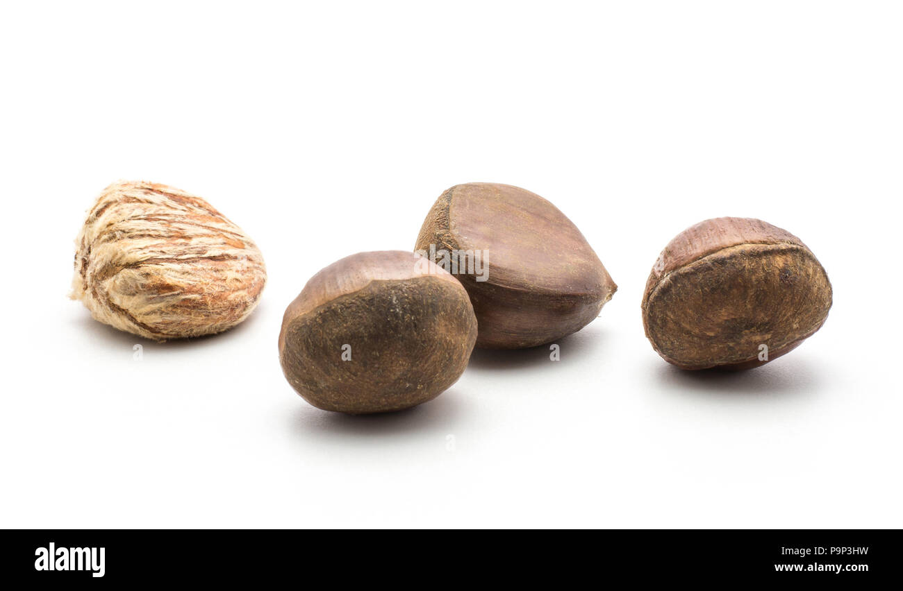 Four European chestnuts isolated on white background one Spanish edible ...