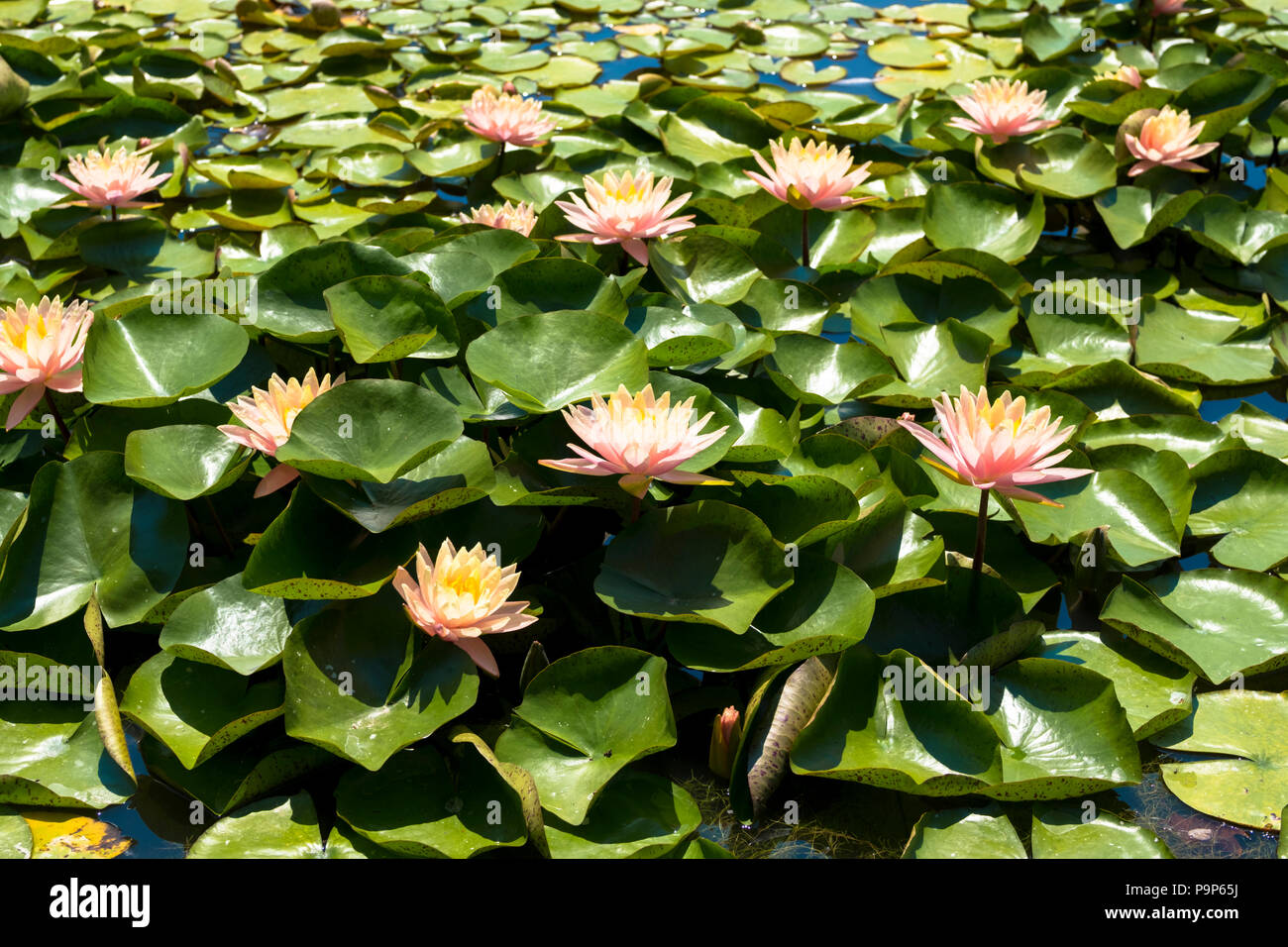 Water lily pond Stock Photo Alamy