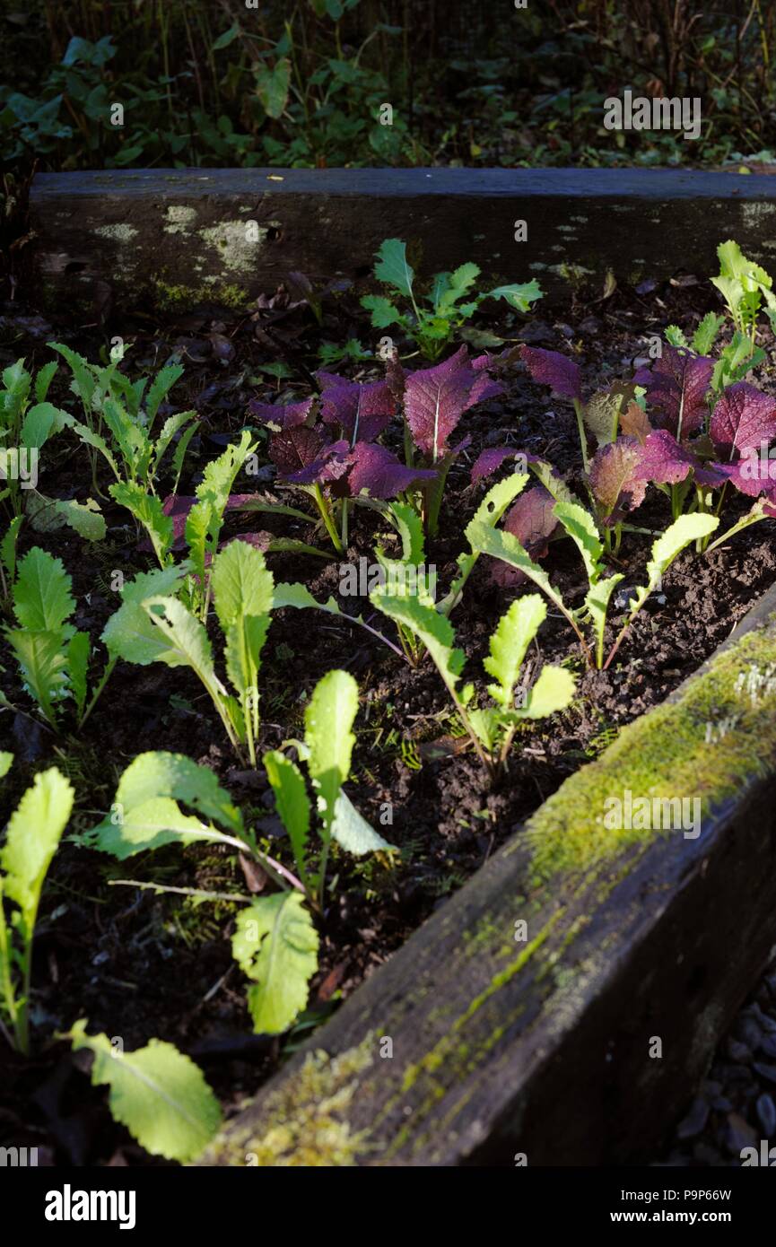 Brassica rapa, Mustard 'Green in Snow' and 'Giant Red' planted in Autumn for overwintering, Wales, UK. Stock Photo