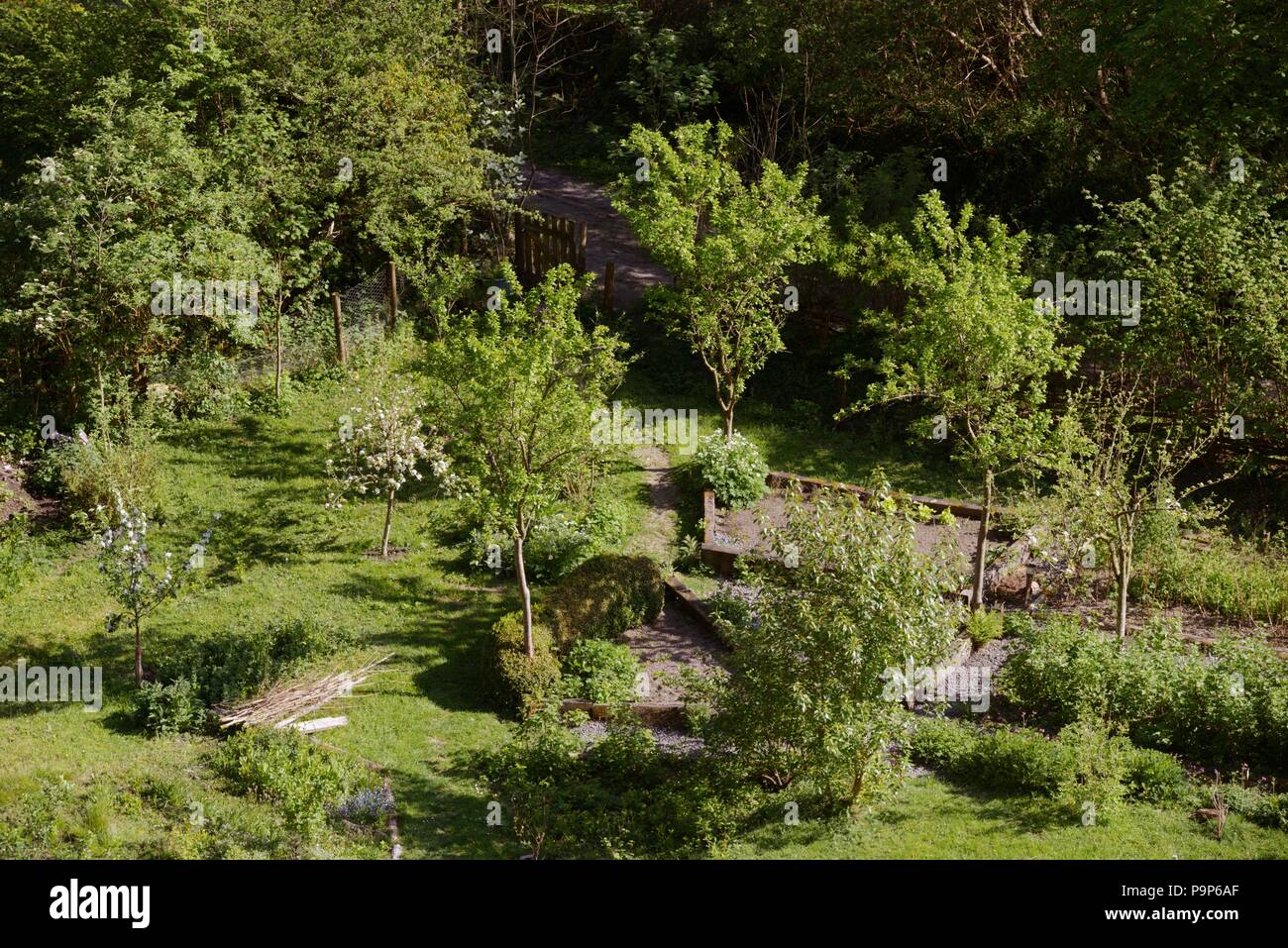 Forest garden, fruit trees with fruit bushes and vegetable beds, Wales UK Stock Photo