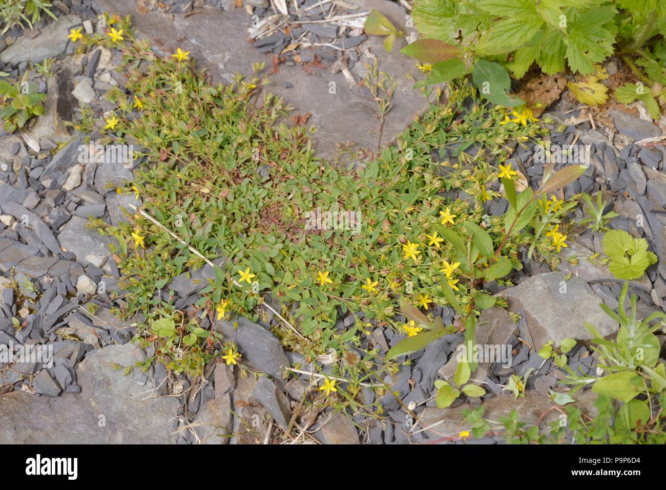 Hypericum humifusum, Trailing St Johns Wort, Wales, UK Stock Photo