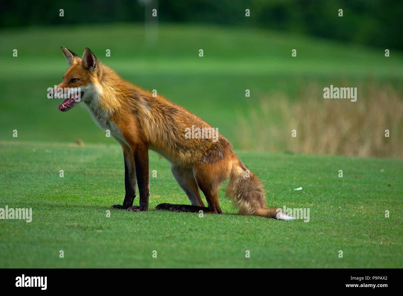 female red fox sitting on golf course tee box Stock Photo Alamy