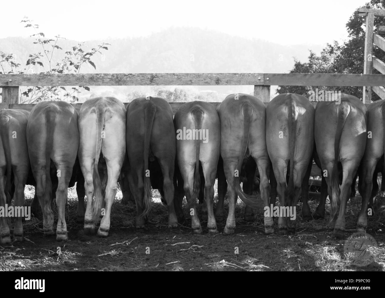 Cows lining up for hay Stock Photo