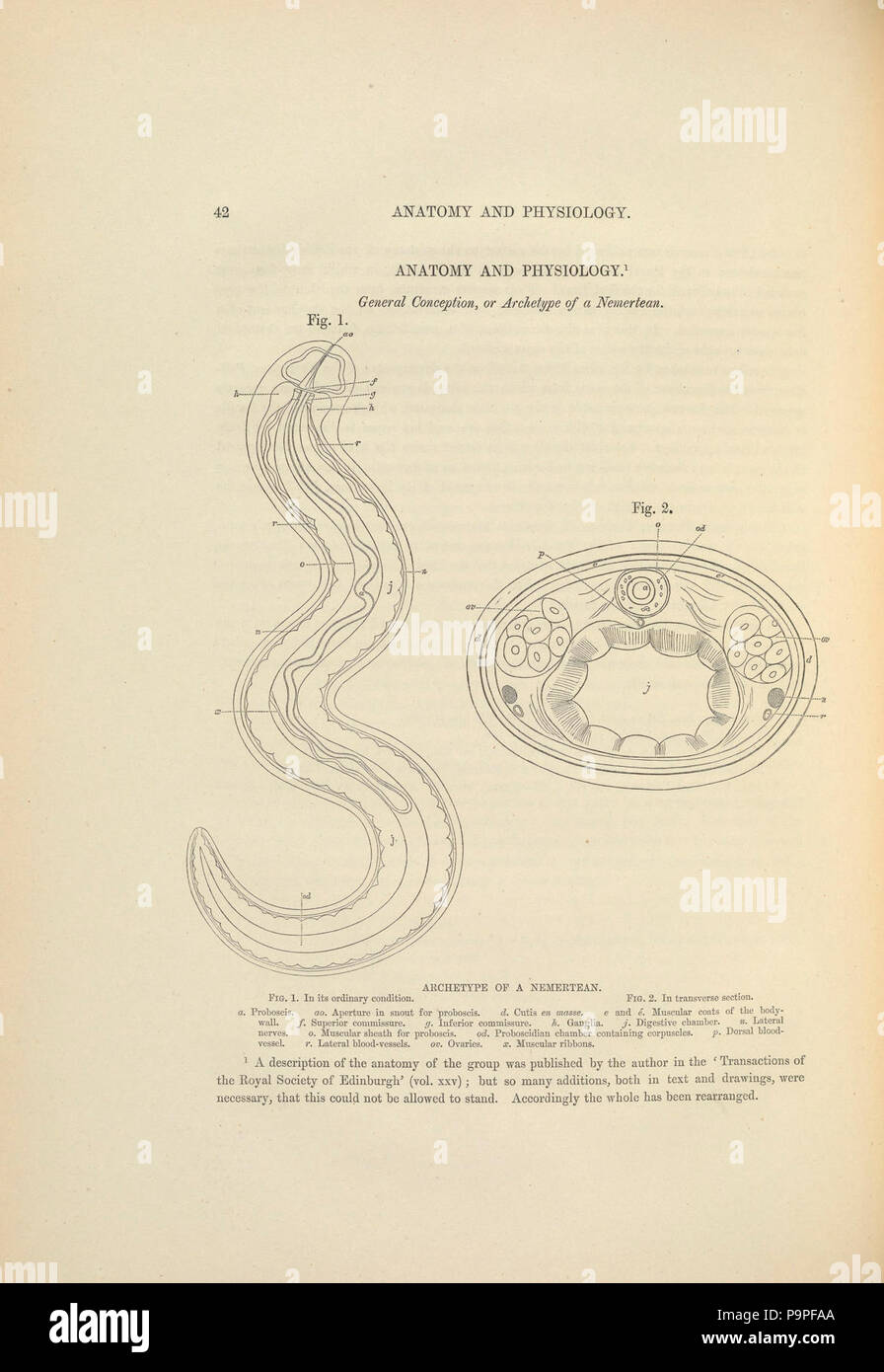 A monograph of the British marine annelids (Page 42) Stock Photo