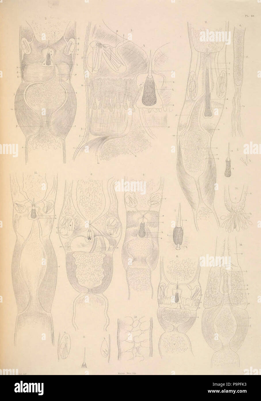 A monograph of the British marine annelids (PL. XII) Stock Photo