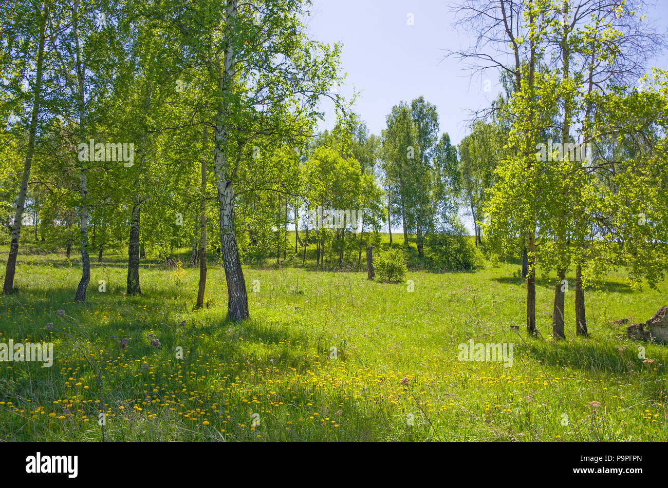 Beautiful landscape the green wood with yellow colors in a green grass Stock Photo Alamy