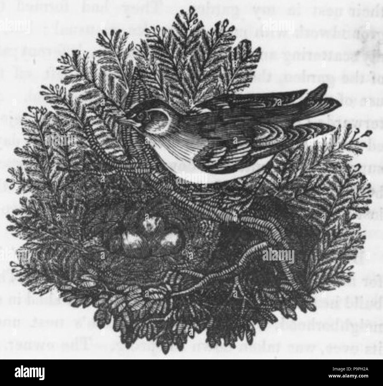 Tree bird nest Black and White Stock Photos & Images - Alamy