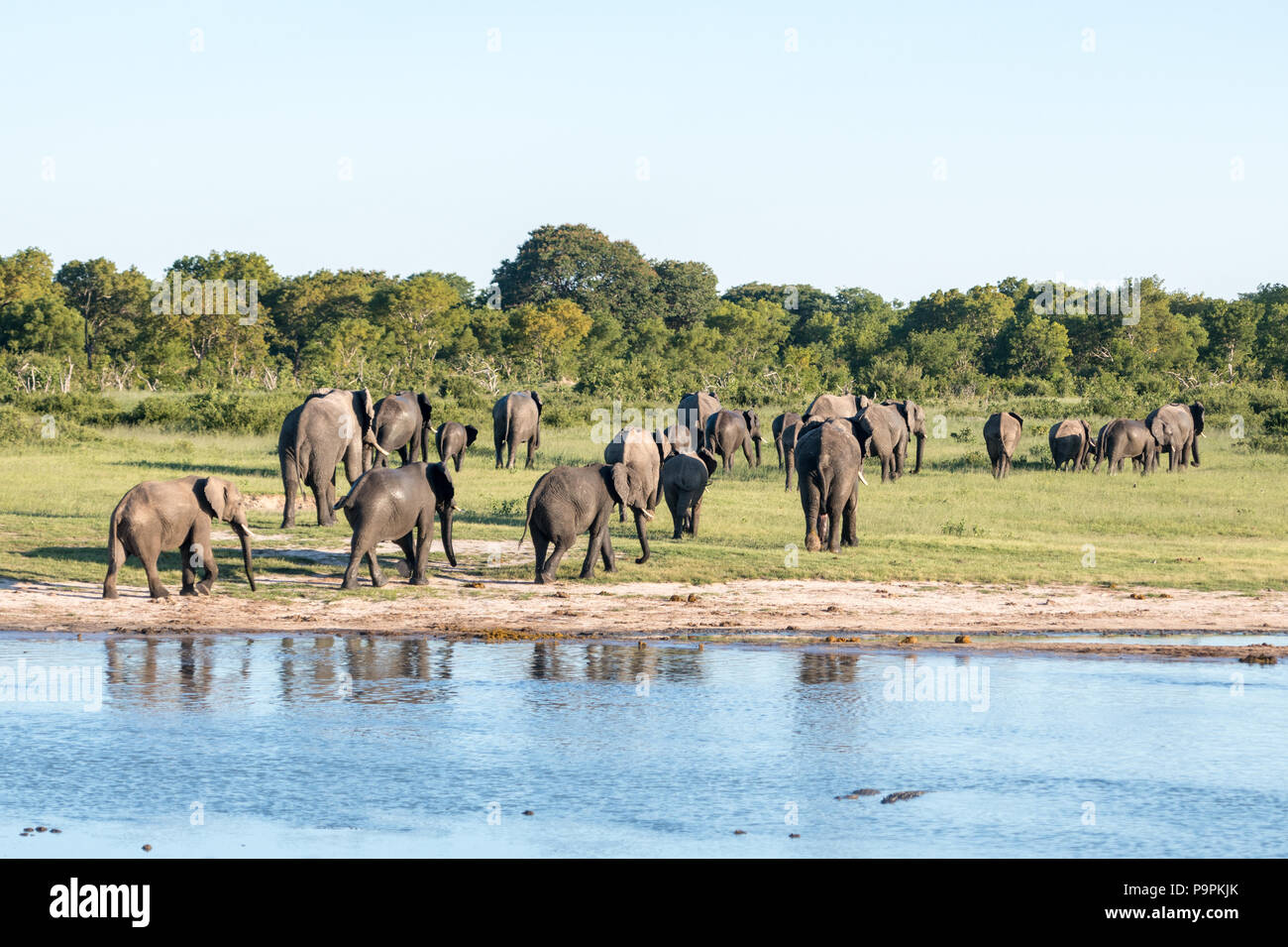 A family of elephants leaving a watering hole in Hwange National Park. Hwange, Zimbabwe. Stock Photo