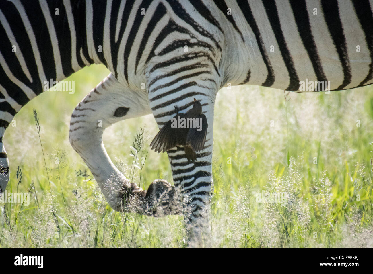 A birds eats the parasites off of the zebra in a unique symbiotic relationship. Hwange National Park. Hwange, Zimbabwe. Stock Photo