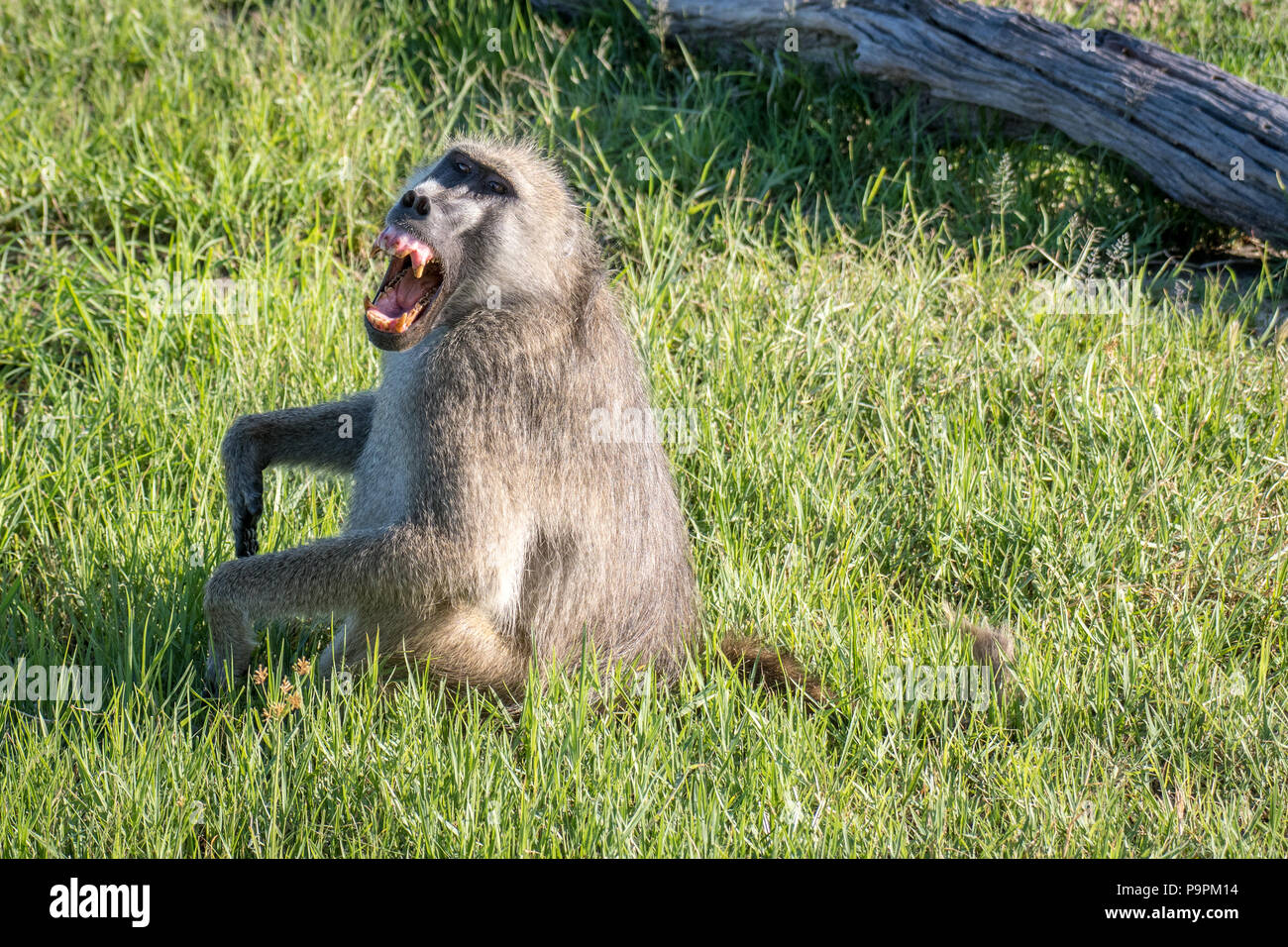A baboon sitting in the grass bares its teeth. Zimbabwe Stock Photo