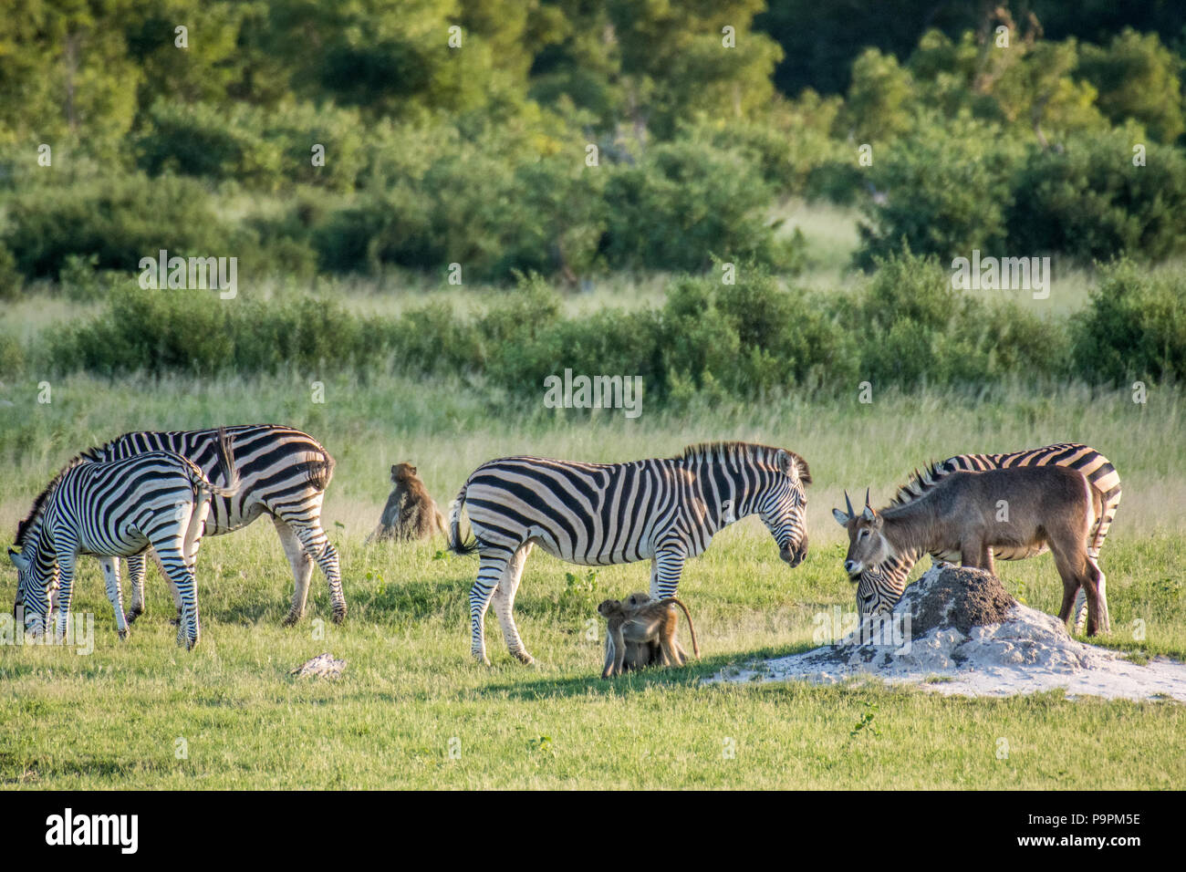 Groups of zebras, impala, baboon, and greater kudu graze on the grasslands of the savanna in Hwange National Park. Hwange, Zimbabwe. Stock Photo