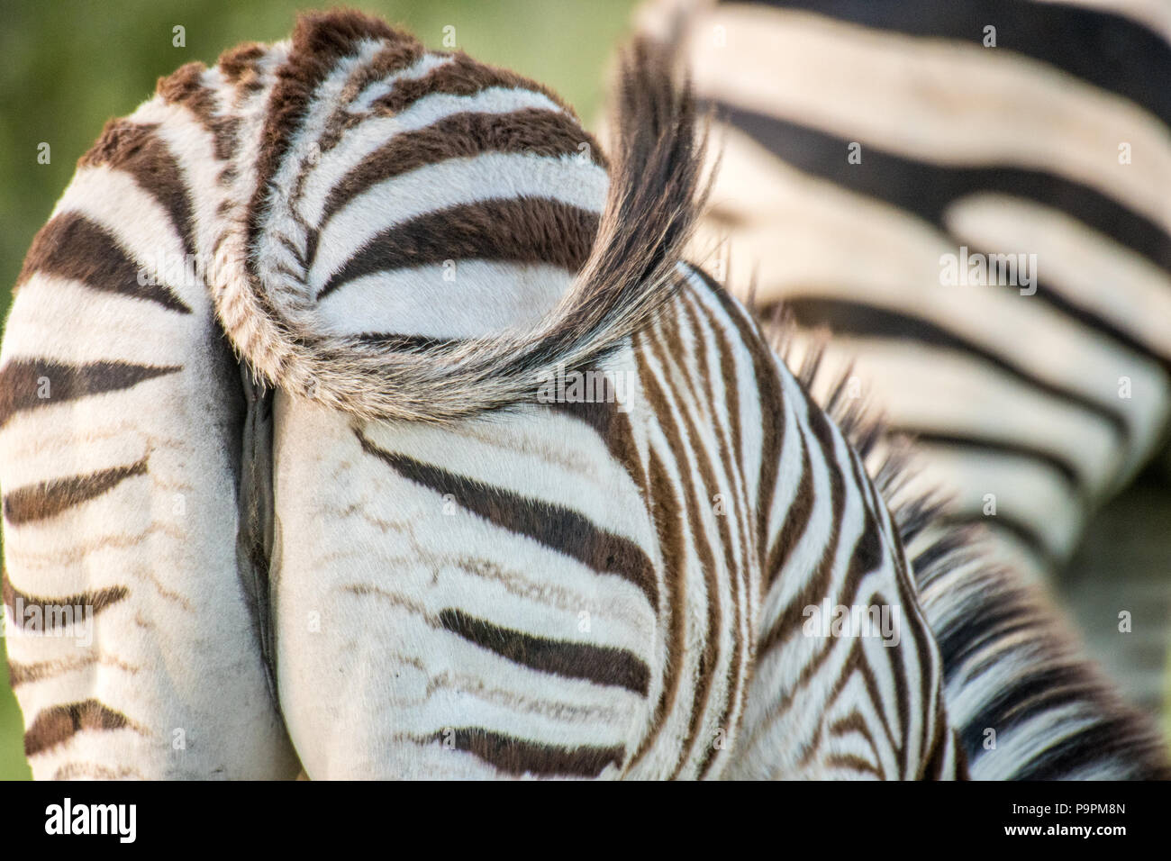 Zebra tail hires stock photography and images Alamy