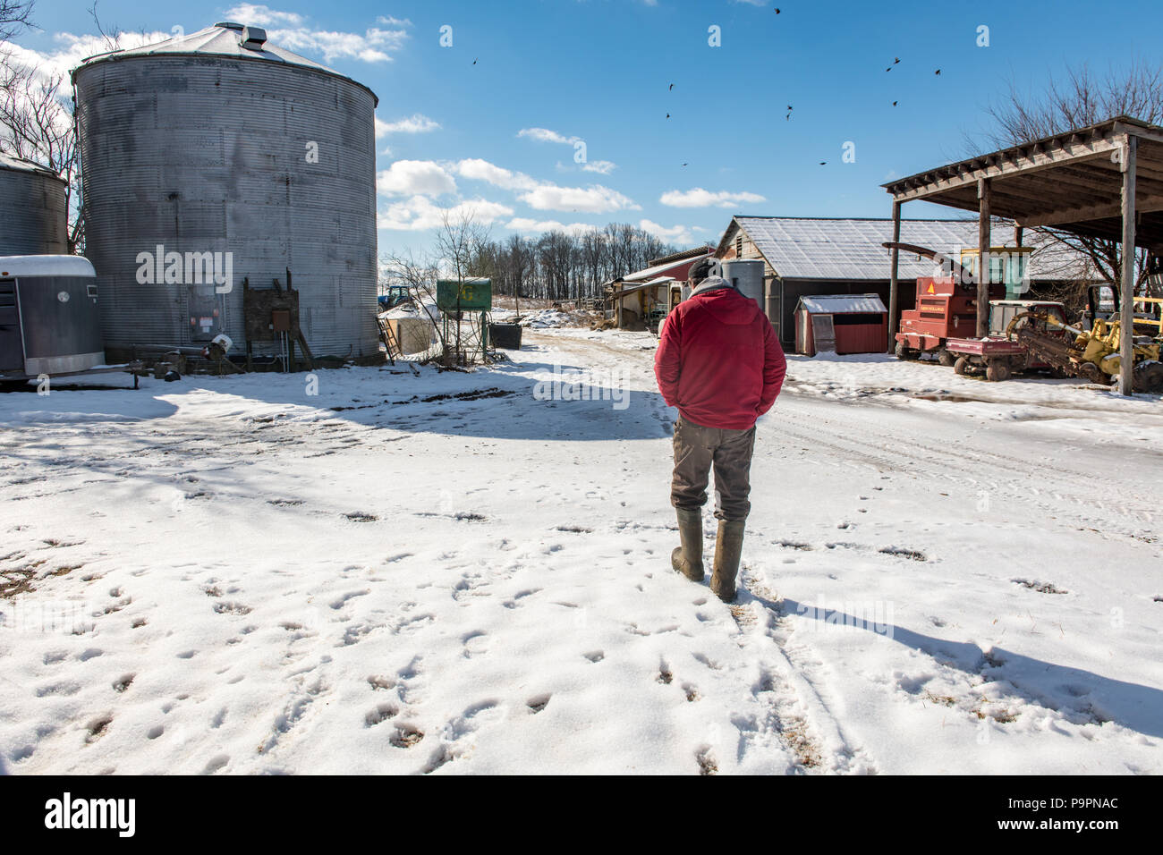 View from behind as an adult male farmer walks through the snow on dairy farm, Taneytown