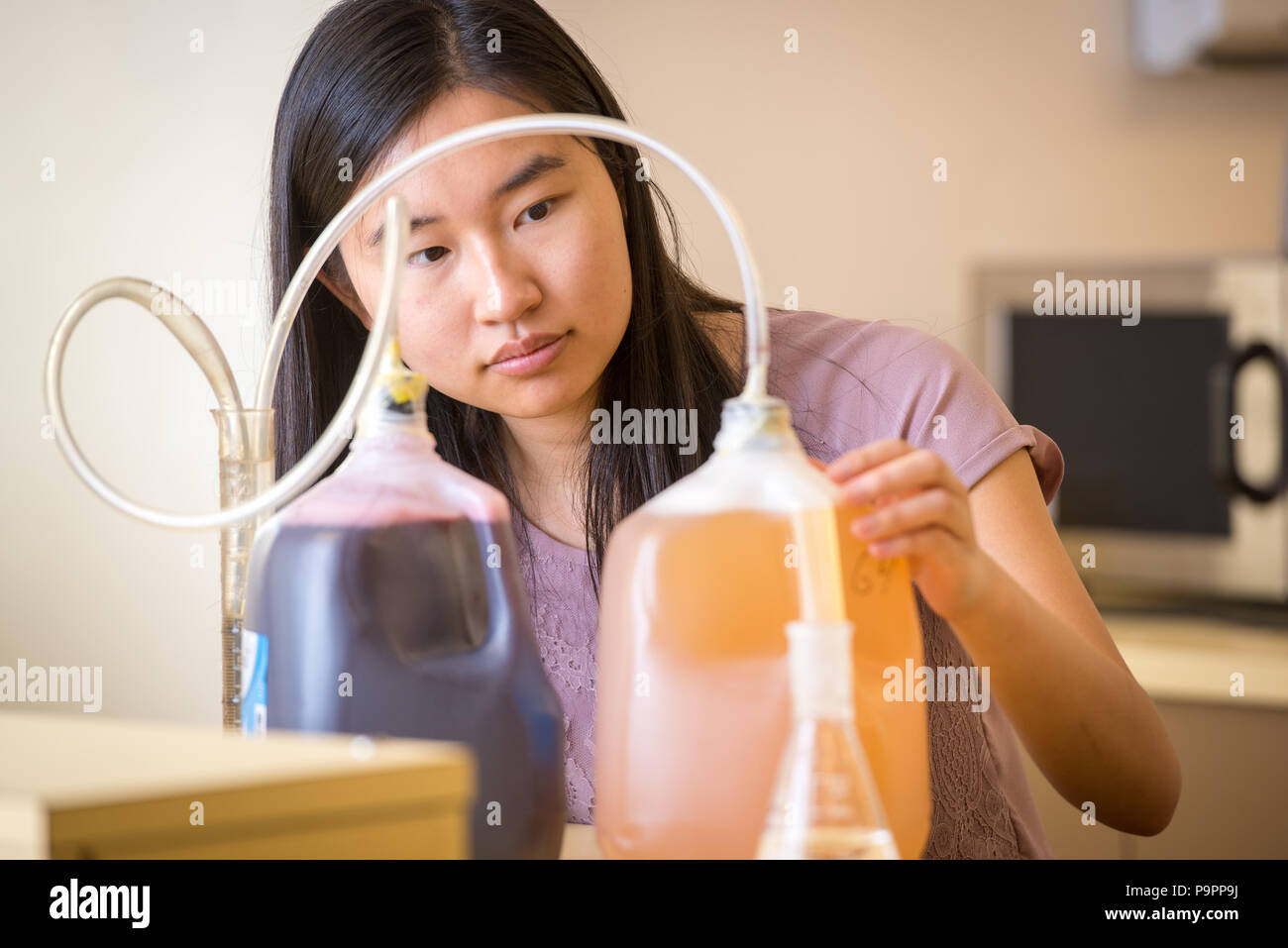 Young Asian-American woman concentrates on food science experiment, College Park, Maryland Stock Photo