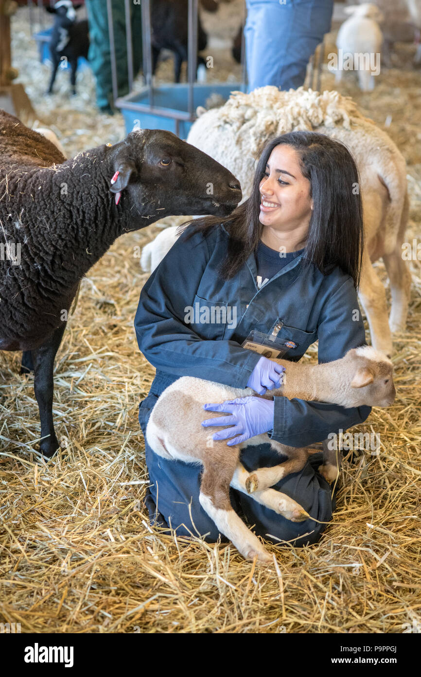 A curious sheep sniffs young adult female holding onto lamb, College Park, Maryland Stock Photo