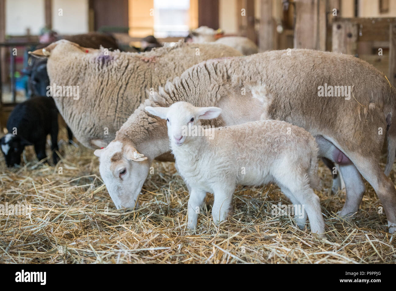 Ewe stands hi-res stock photography and images - Alamy